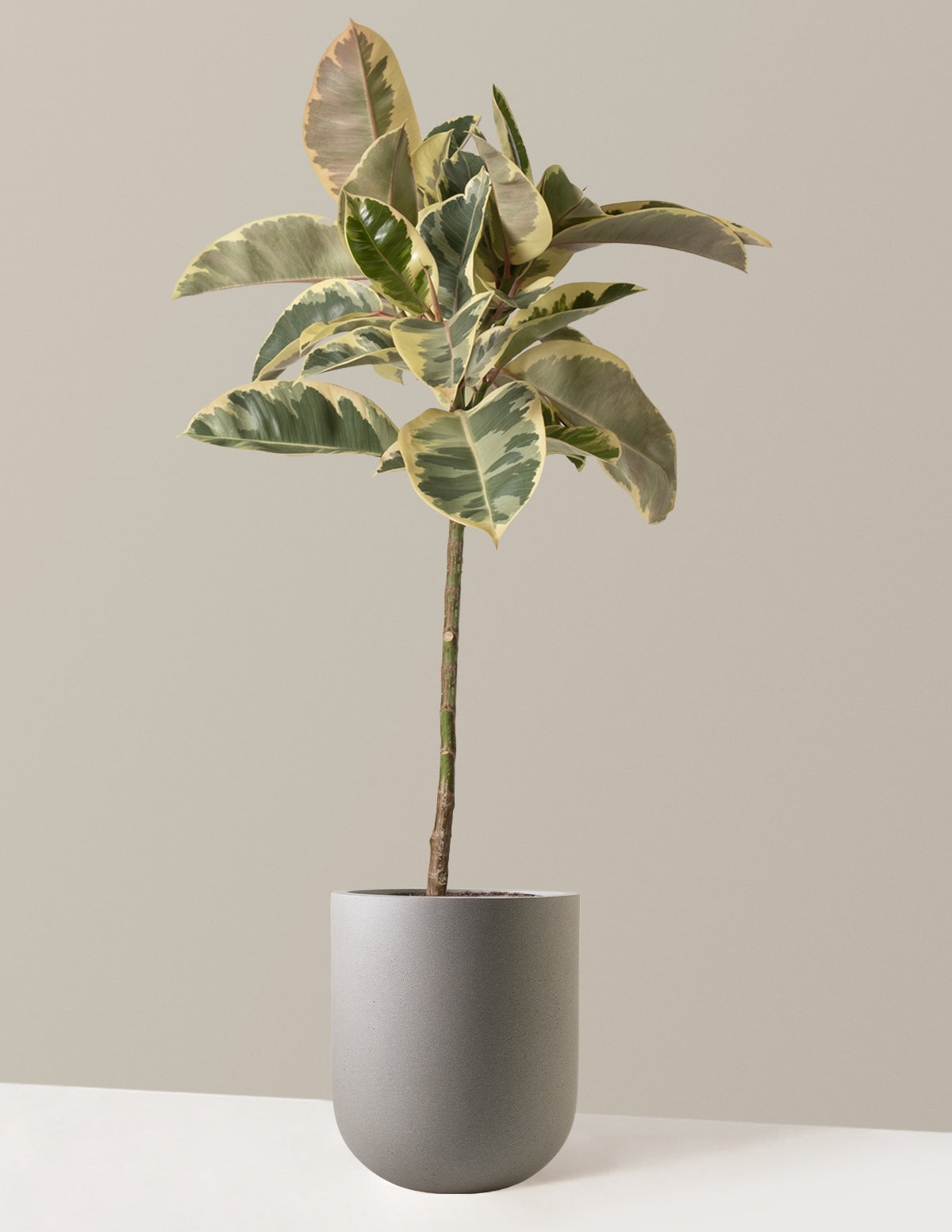Ficus Tineke Tree