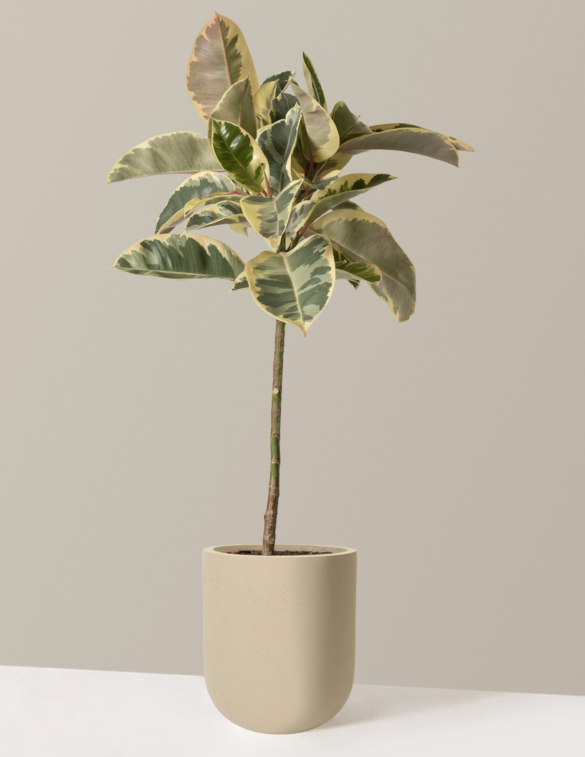 Ficus Tineke Tree