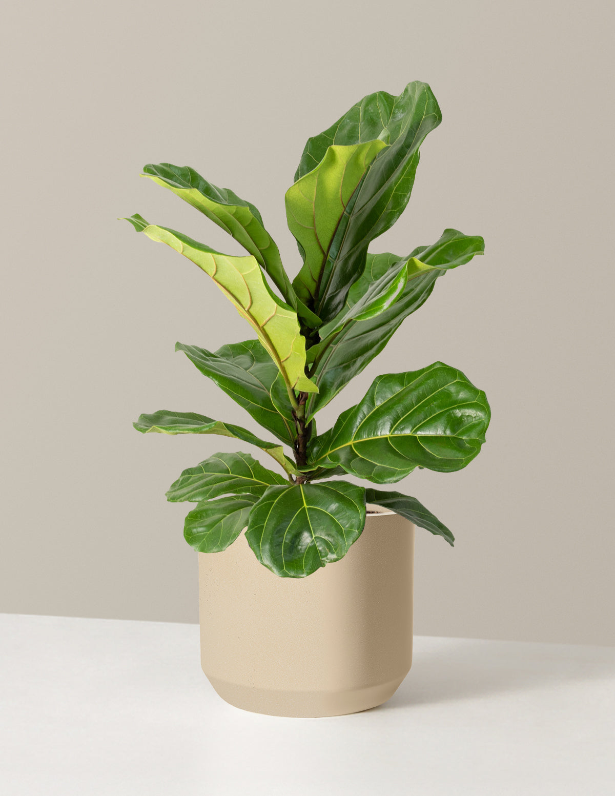 Fiddle Leaf Fig Bush
