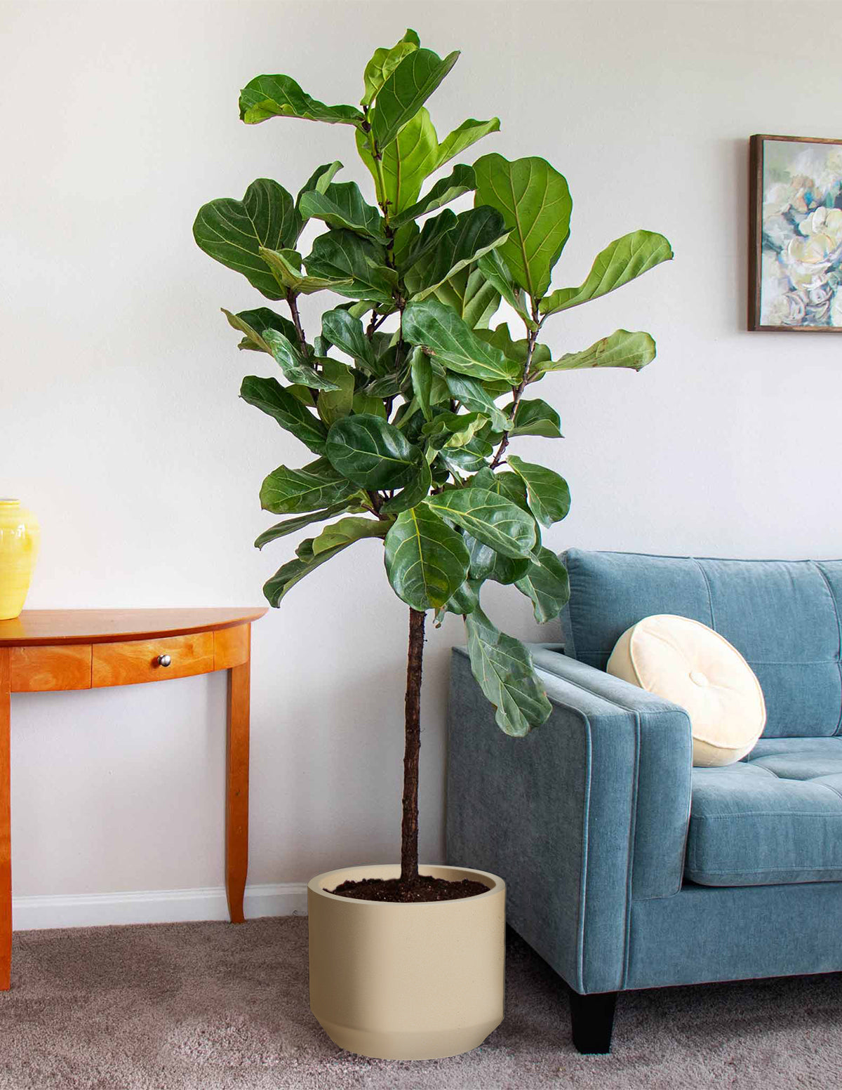 Fiddle Leaf Fig