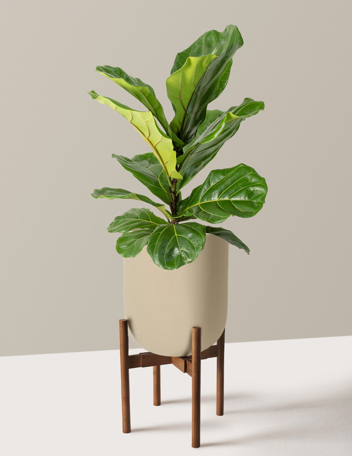files/the-sill_Large-Fiddle-Leaf-Fig-Bush_Large_Pallas-Sand-Stand-Dark-Bamboo_Variant.jpg
