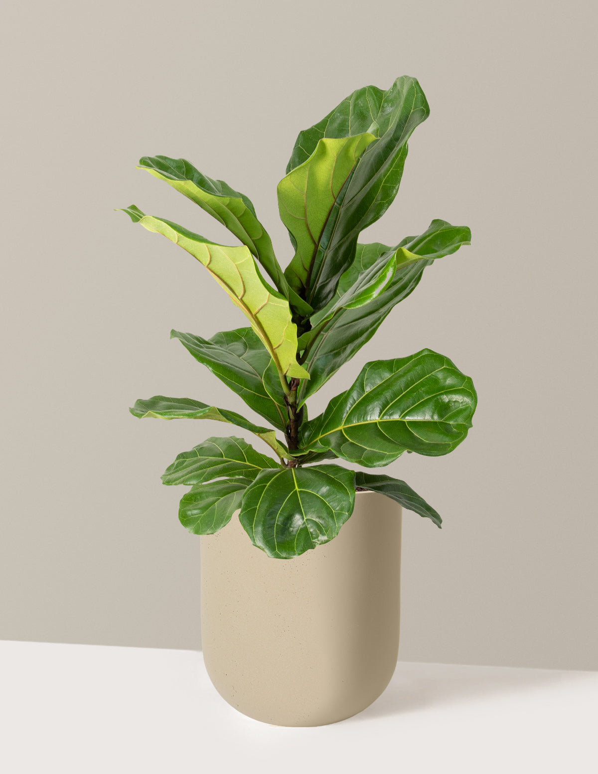 Fiddle Leaf Fig Bush