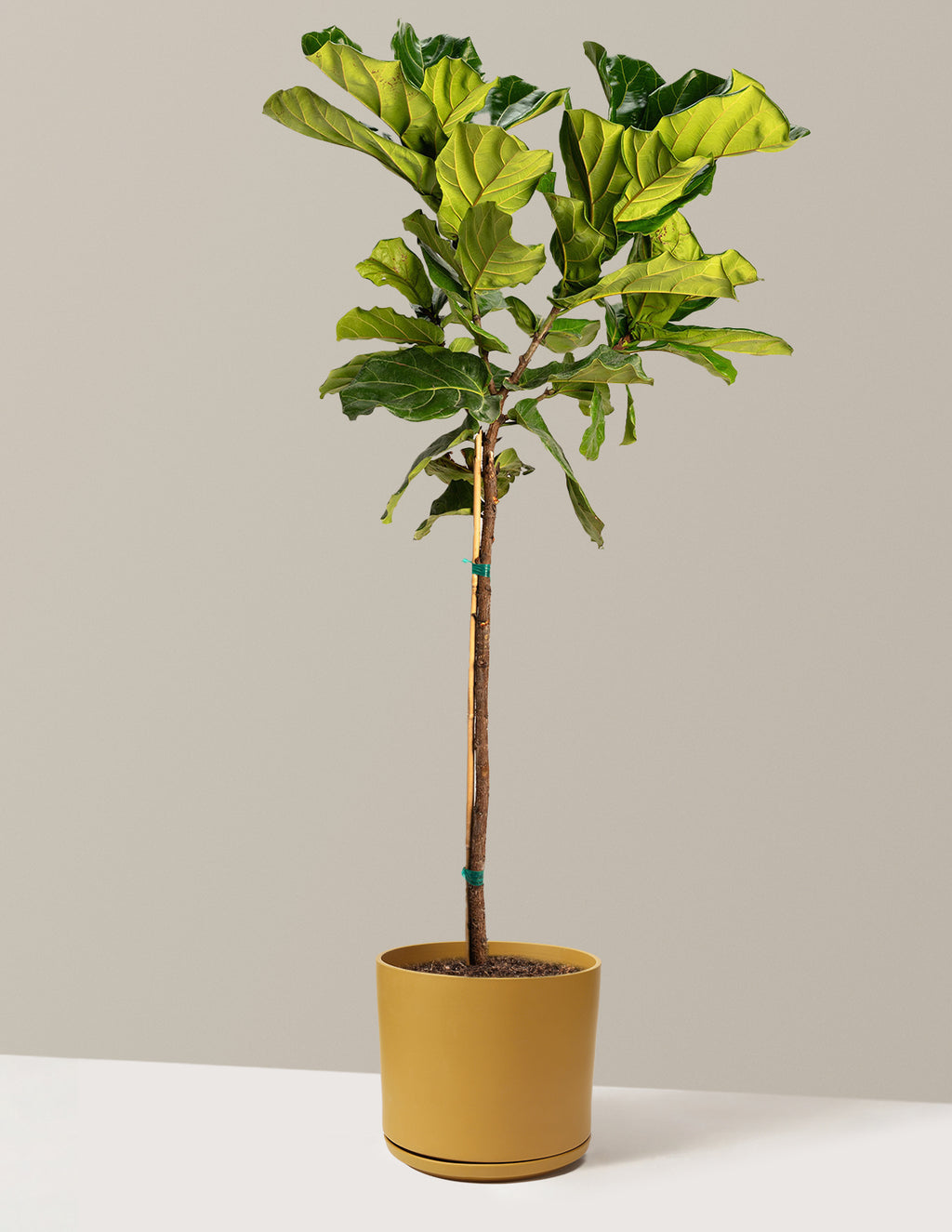 Fiddle Leaf Fig