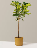 Fiddle Leaf Fig