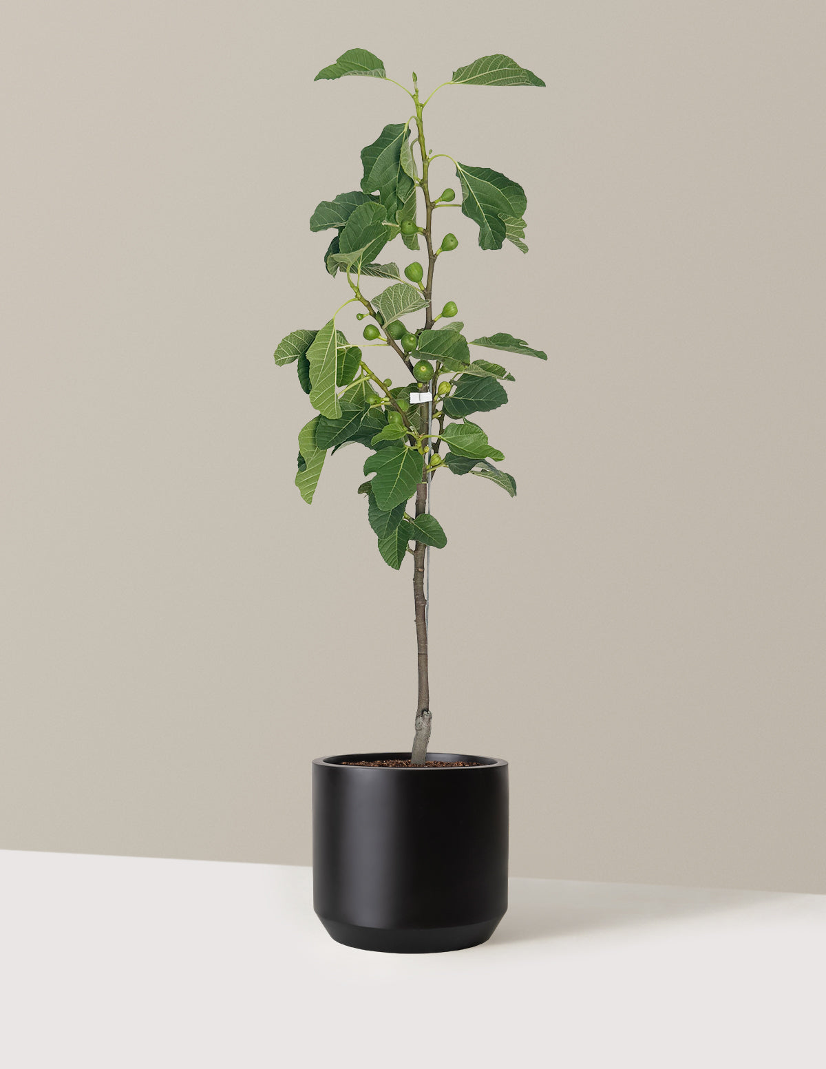 bundle | 2-3 ft. | Mexia | Black