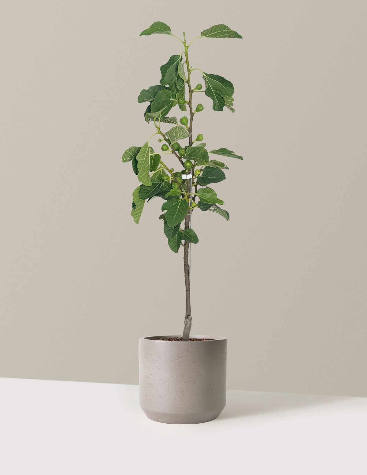 bundle | 2-3 ft. | Mexia | Cement Grey