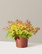Firefly® Honeysuckle Bush