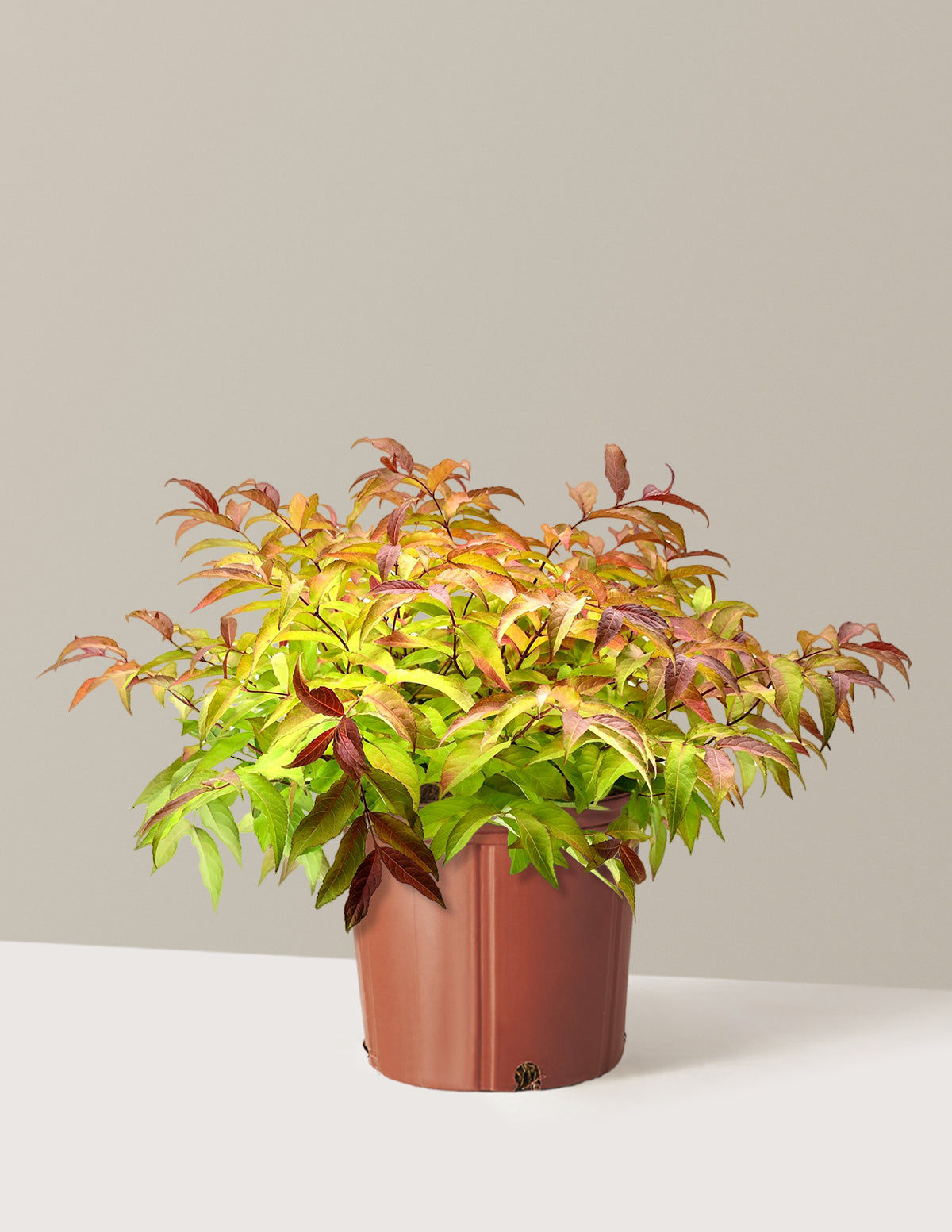 Firefly® Honeysuckle Bush