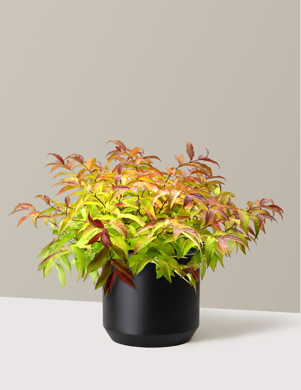 Firefly® Honeysuckle Bush