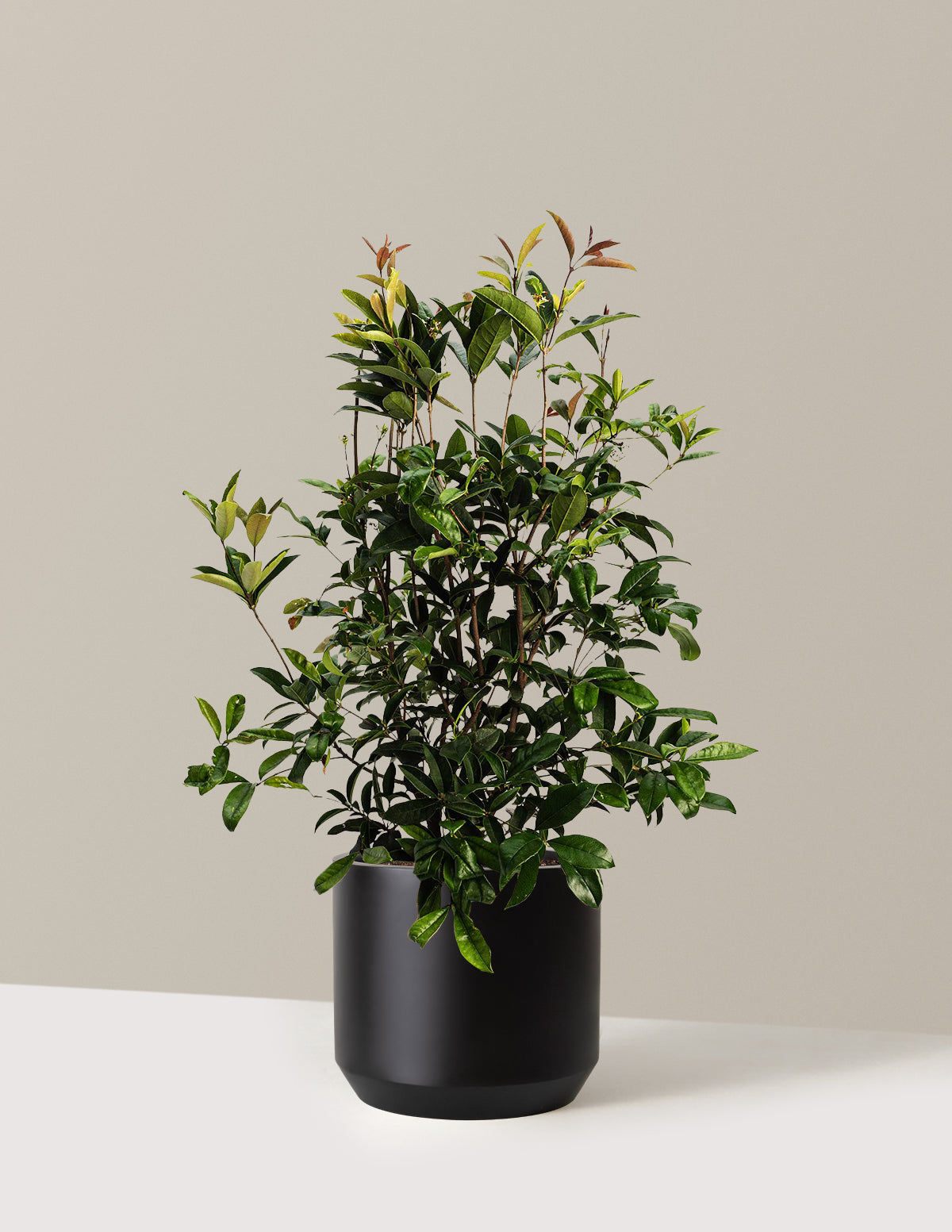 files/the-sill_Large-Fragrant-Tea-Olive-Tree-_3-Gallon__Large-Mexia-Black_Variant.jpg
