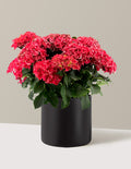 bundle | 2 Gallon | Agnes | Black