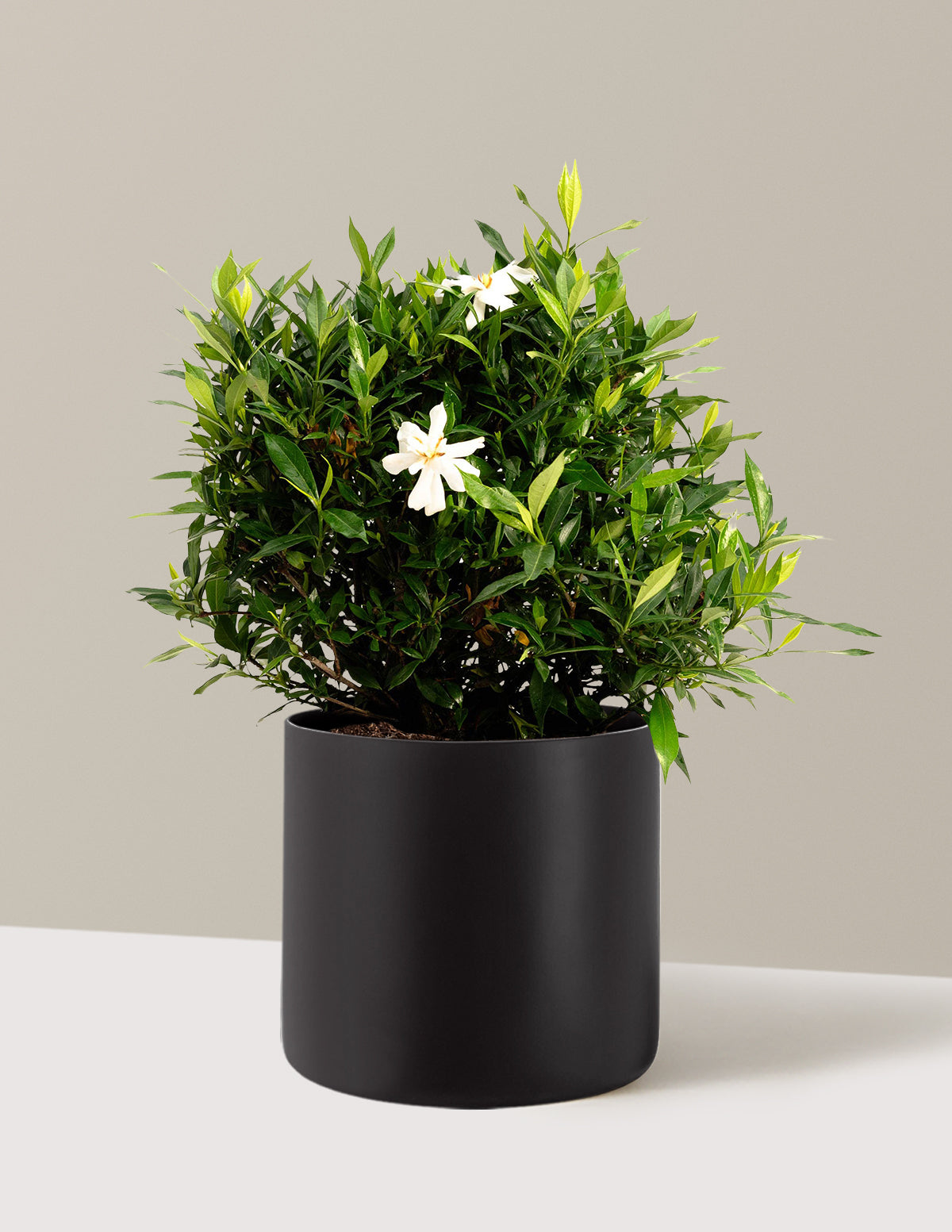 bundle | 3 Gallon | Agnes | Black