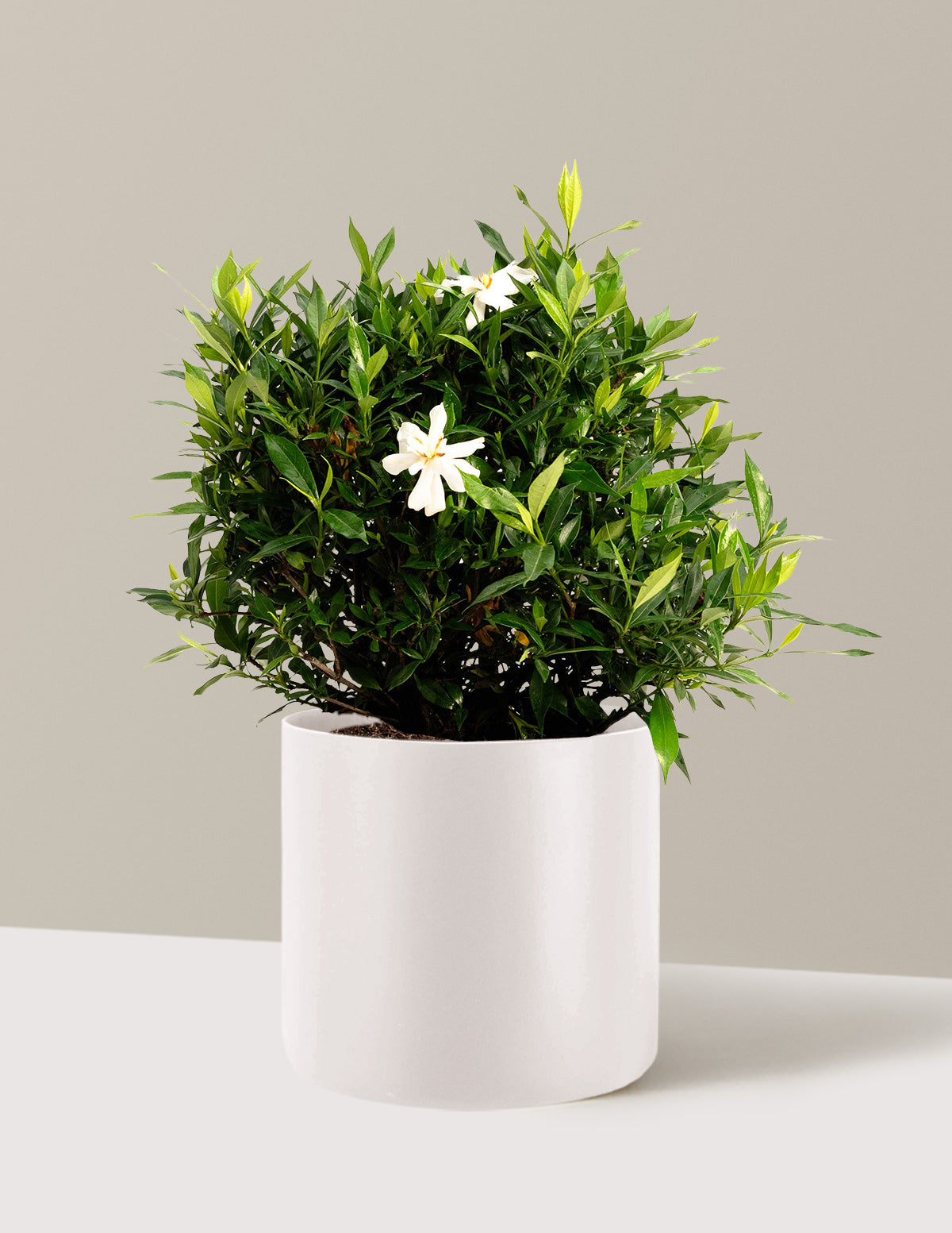 bundle | 3 Gallon | Agnes | Cream