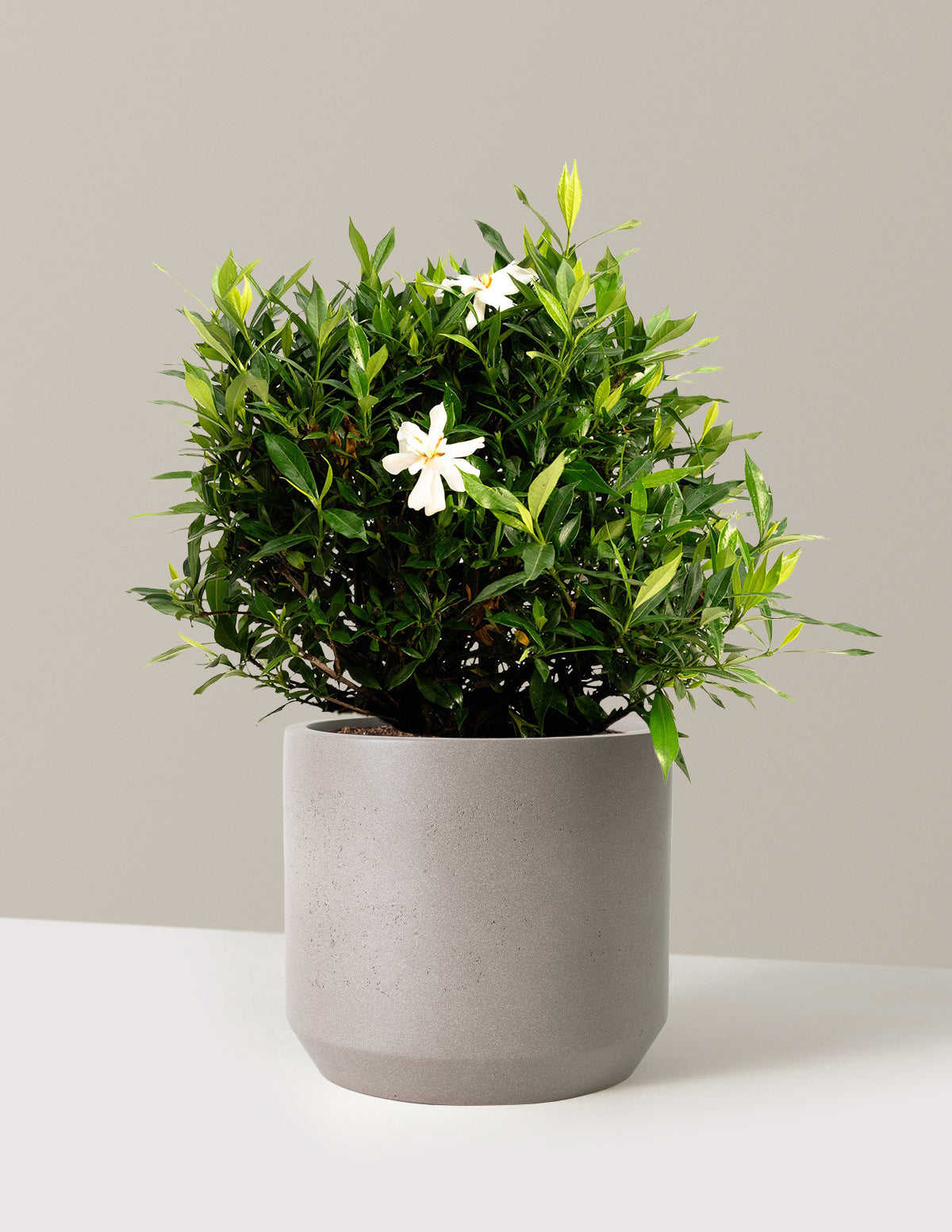 bundle | 3 Gallon | Mexia | Cement Grey