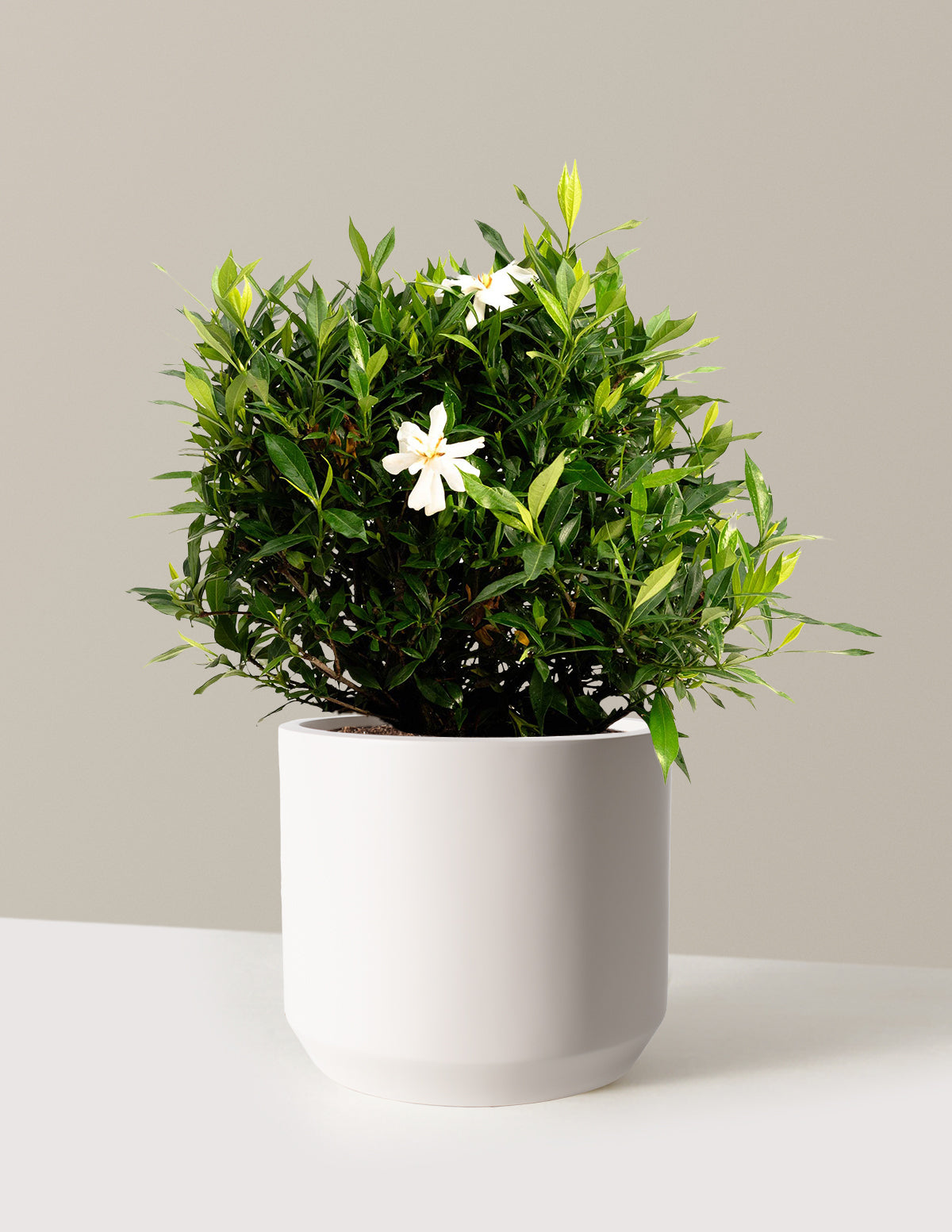 files/the-sill_Large-Frost-Proof-Gardenia-_3-Gallon__Large-Mexia-Cream_Variant.jpg