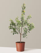 Fuji Apple Tree