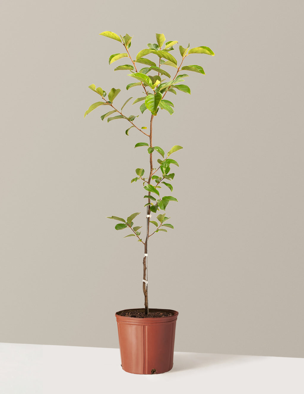 Fuyu Persimmon