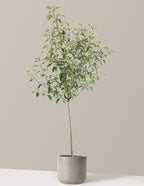 Gala Apple Tree