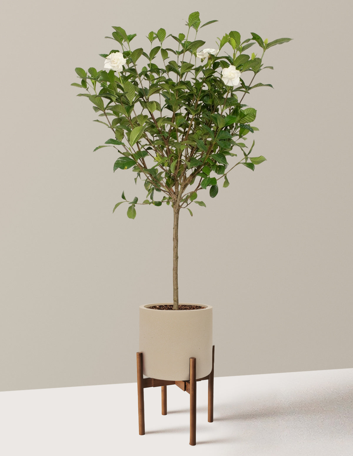 Large Gardenia Tree