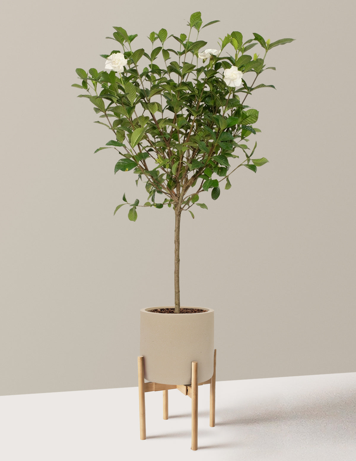Large Gardenia Tree