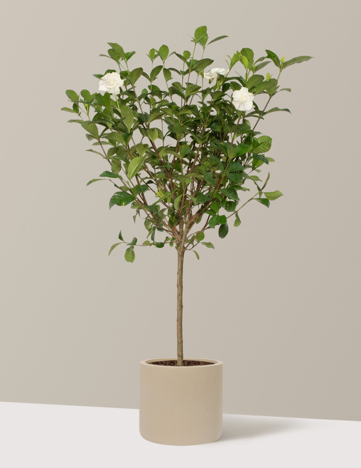 Large Gardenia Tree