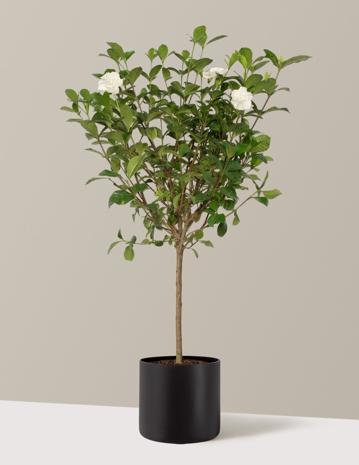 Large Gardenia Tree