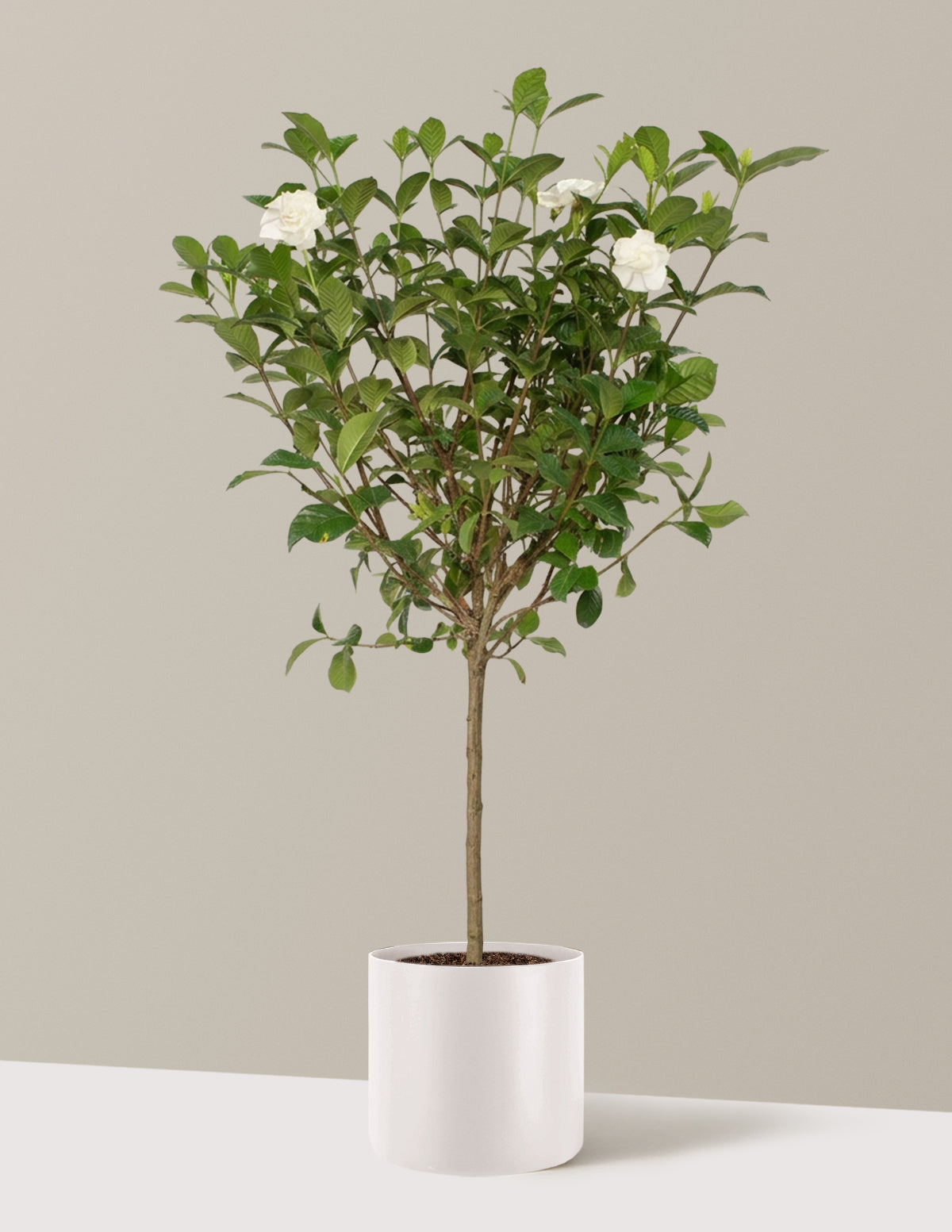 Large Gardenia Tree