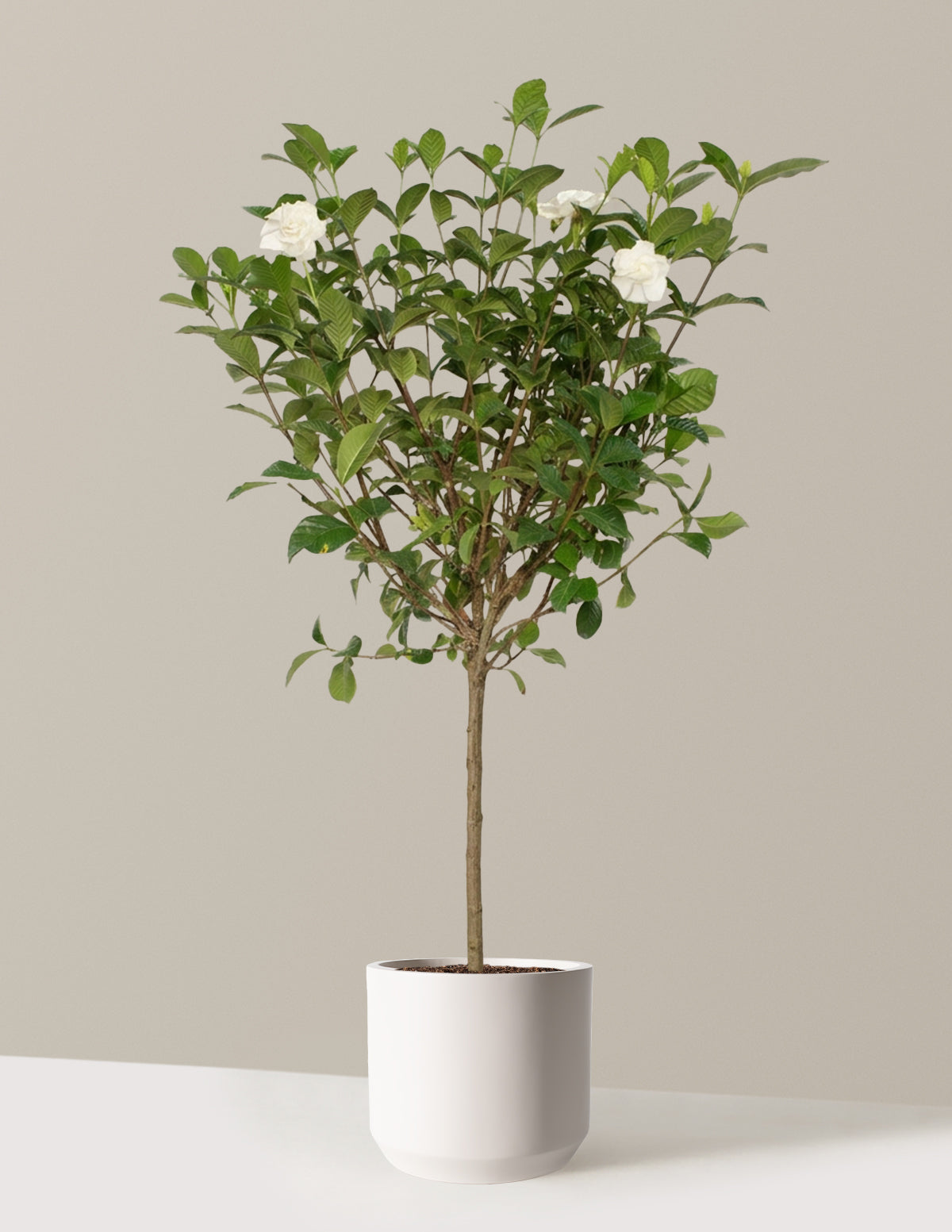 Large Gardenia Tree