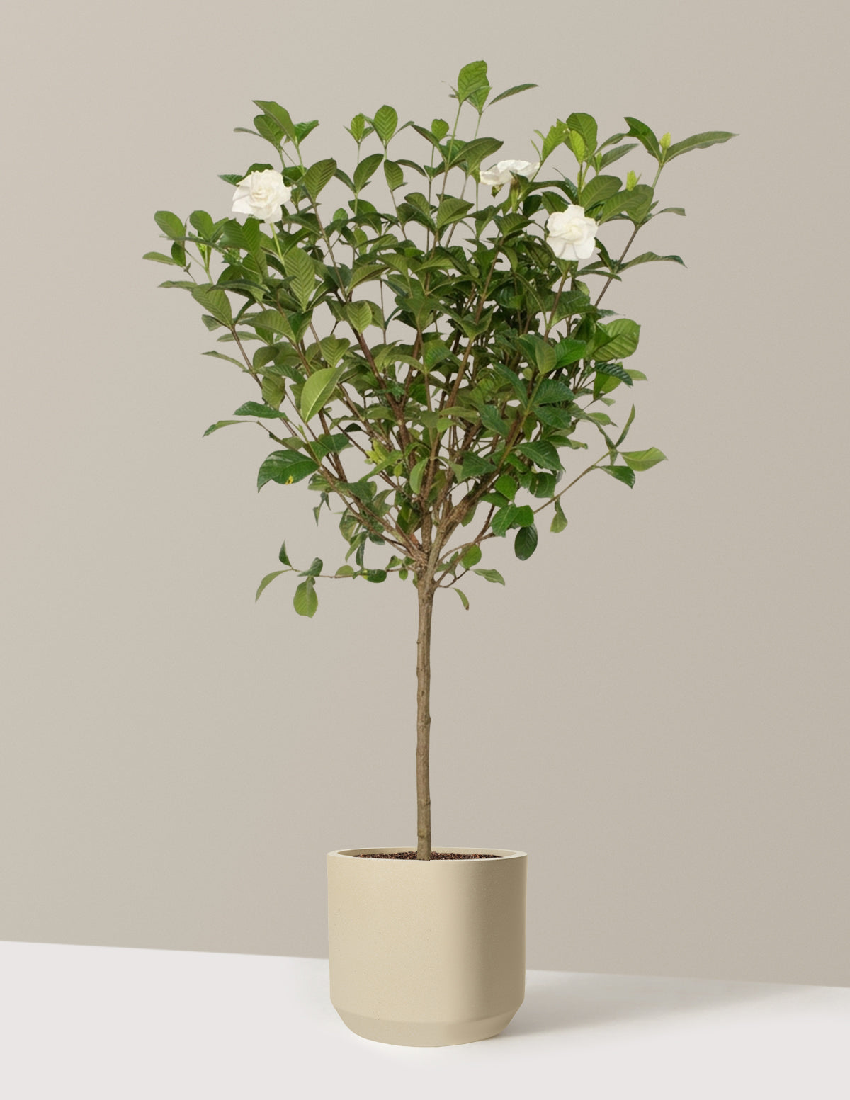 Large Gardenia Tree