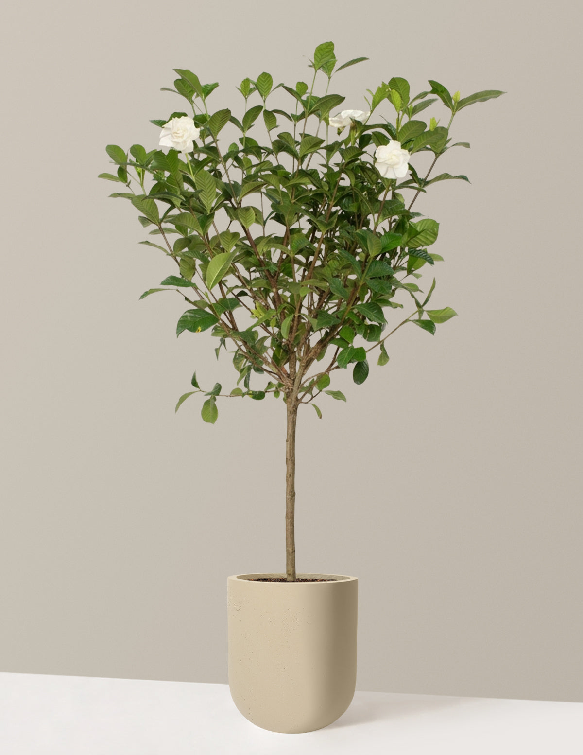 files/the-sill_Large-Gardenia_Large_Pallas-Sand_Variant.jpg
