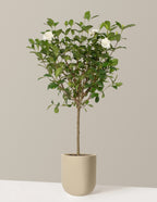 Large Gardenia Tree