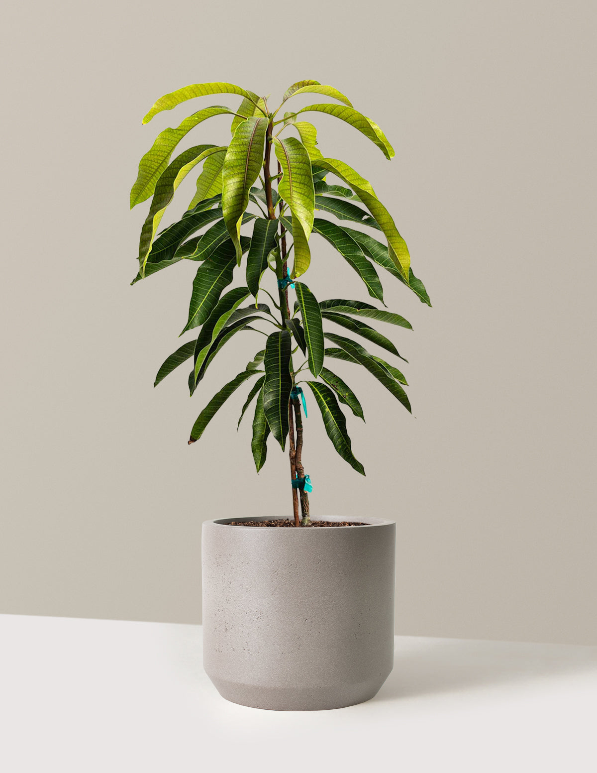 files/the-sill_Large-Glenn-Mango-Tree-_3-Gallon__Large-Mexia-Cement-Grey_Variant.jpg