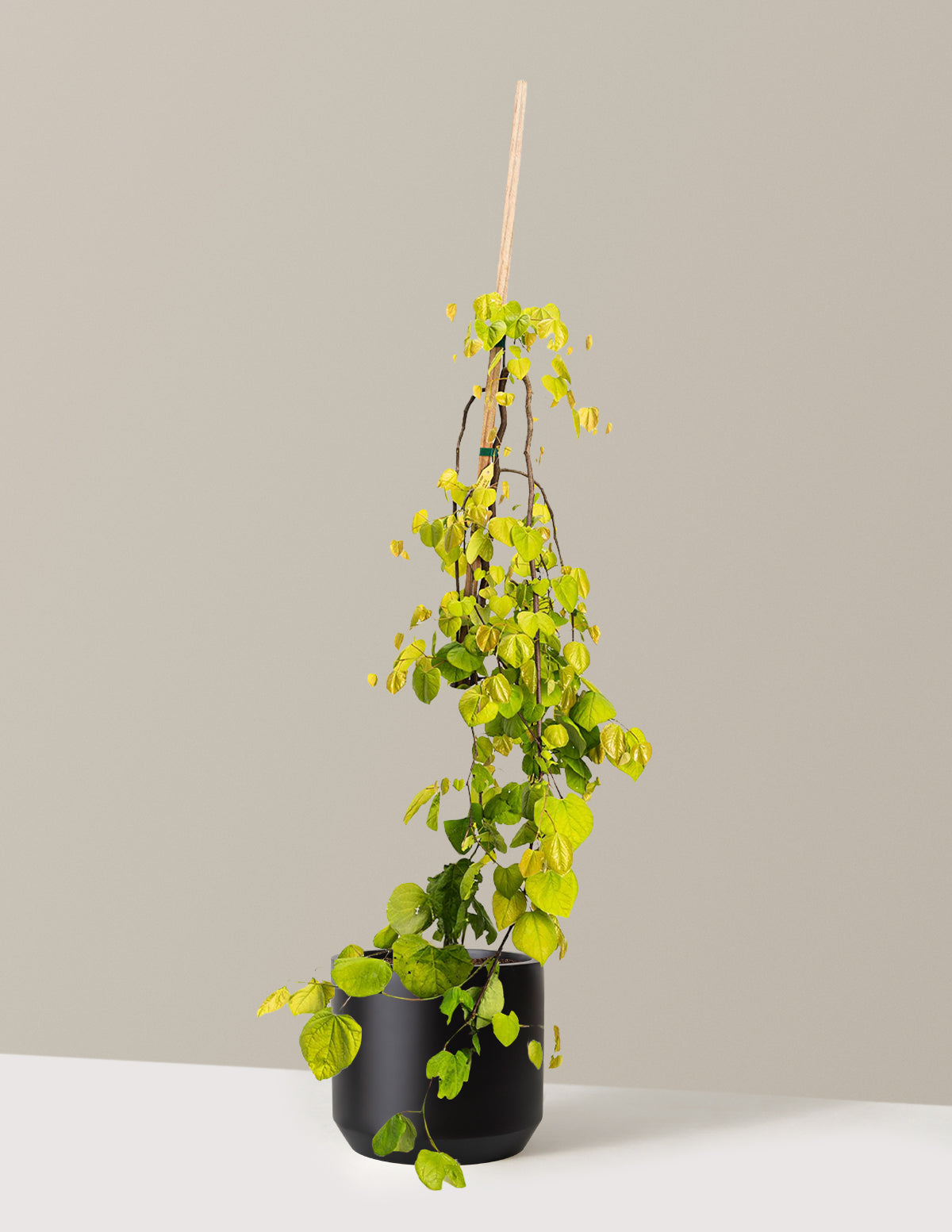 files/the-sill_Large-Golden-Falls_-Redbud-Tree-_2-3ft-3-Gallon__Large-Mexia-Black_Variant.jpg