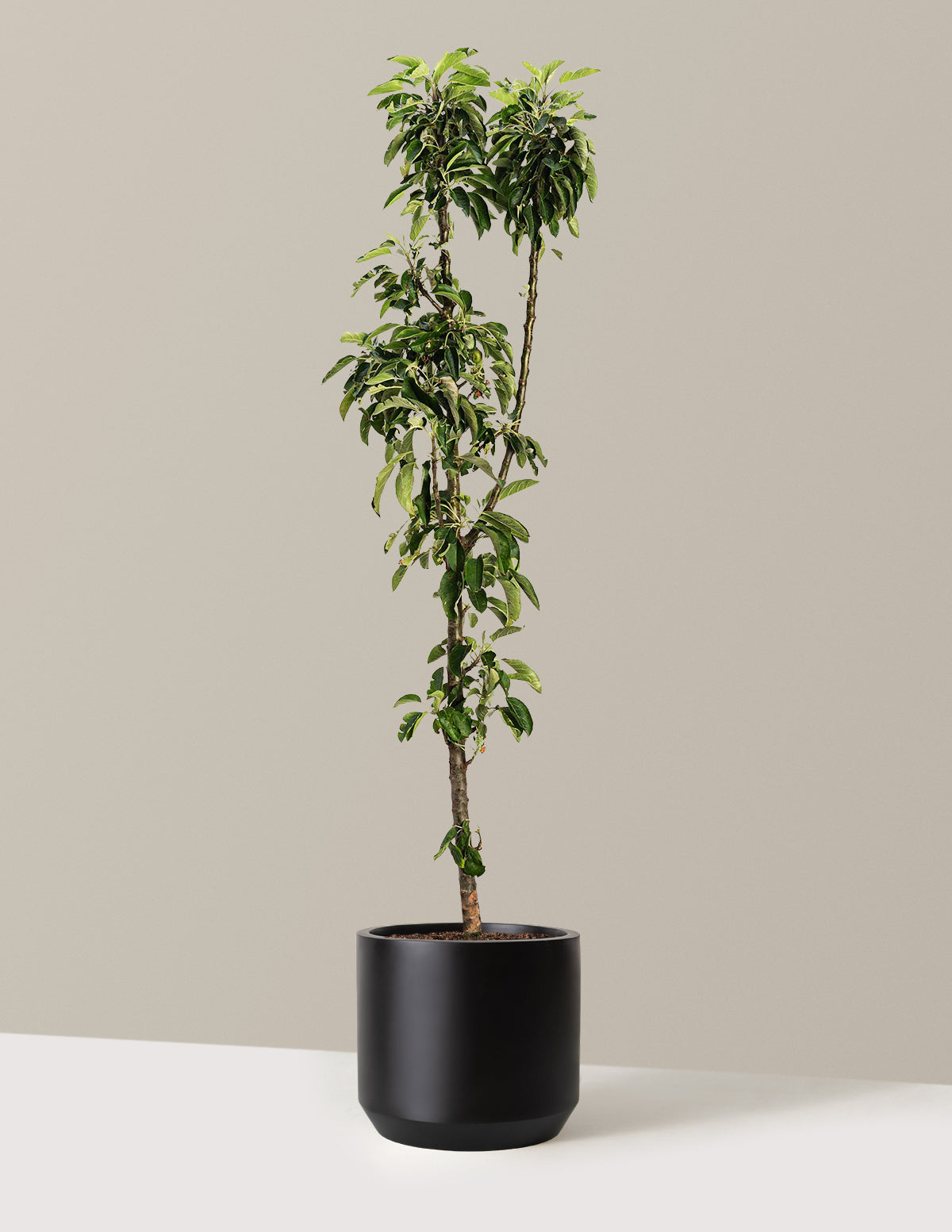 bundle | 3-4 ft. | Mexia | Black