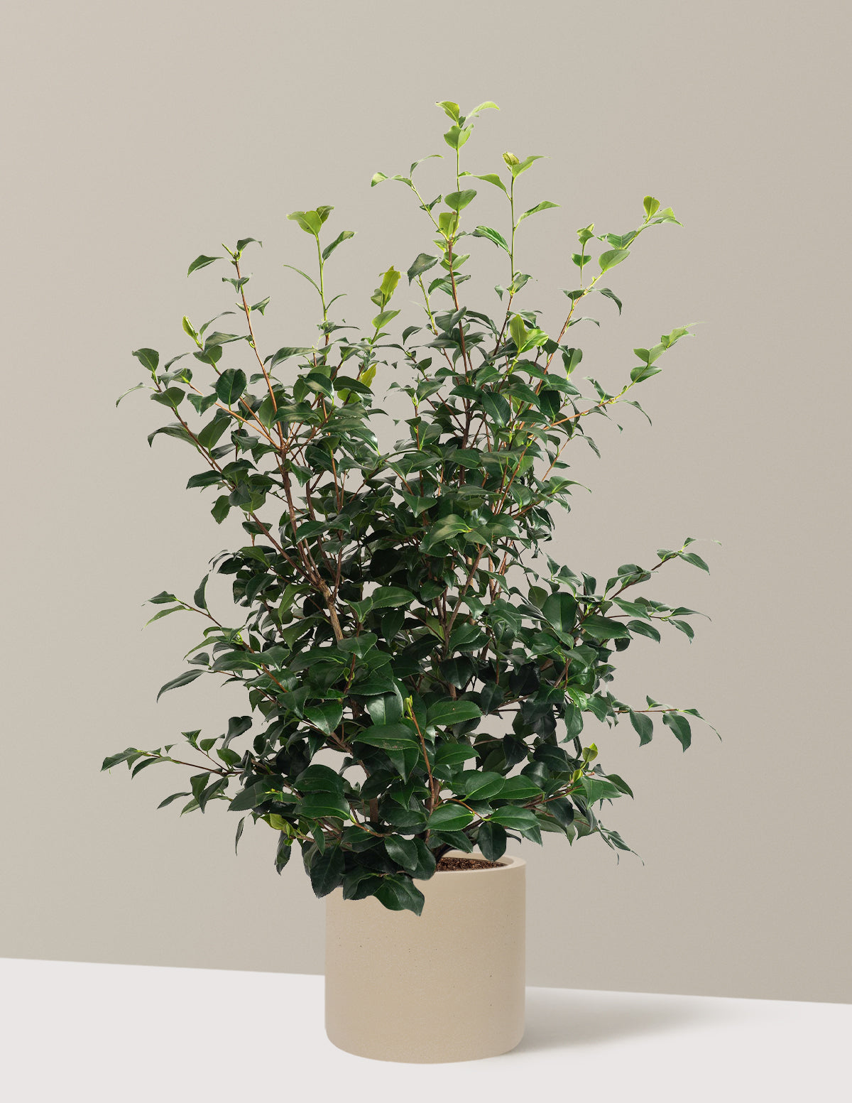 Greensboro Red Camellia