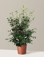 Greensboro Red Camellia