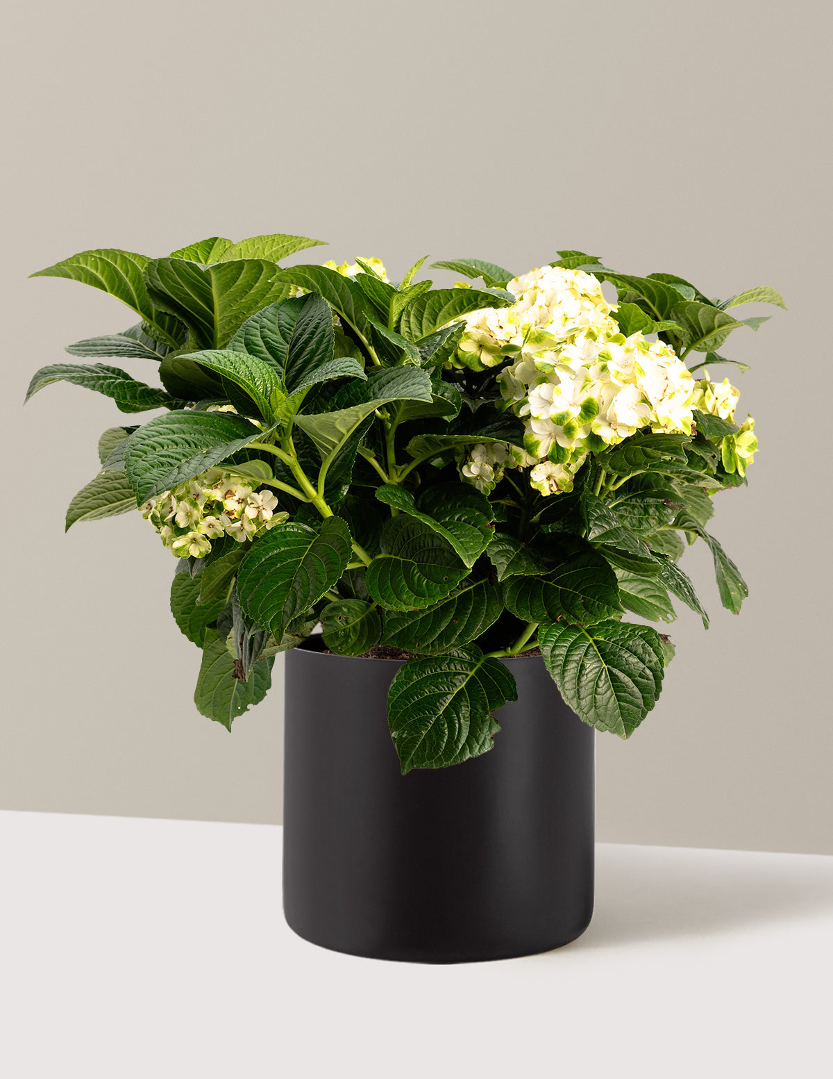 bundle | 3 Gallon | Agnes | Black