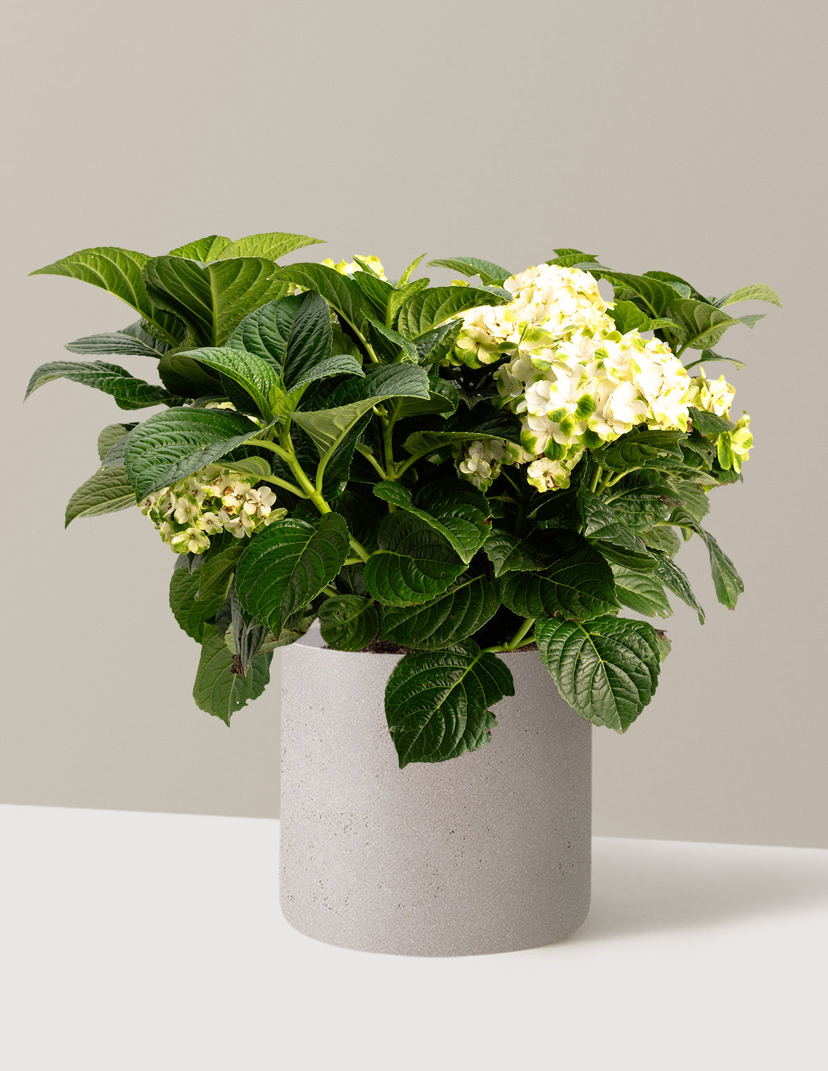 bundle | 3 Gallon | Agnes | Cement Grey