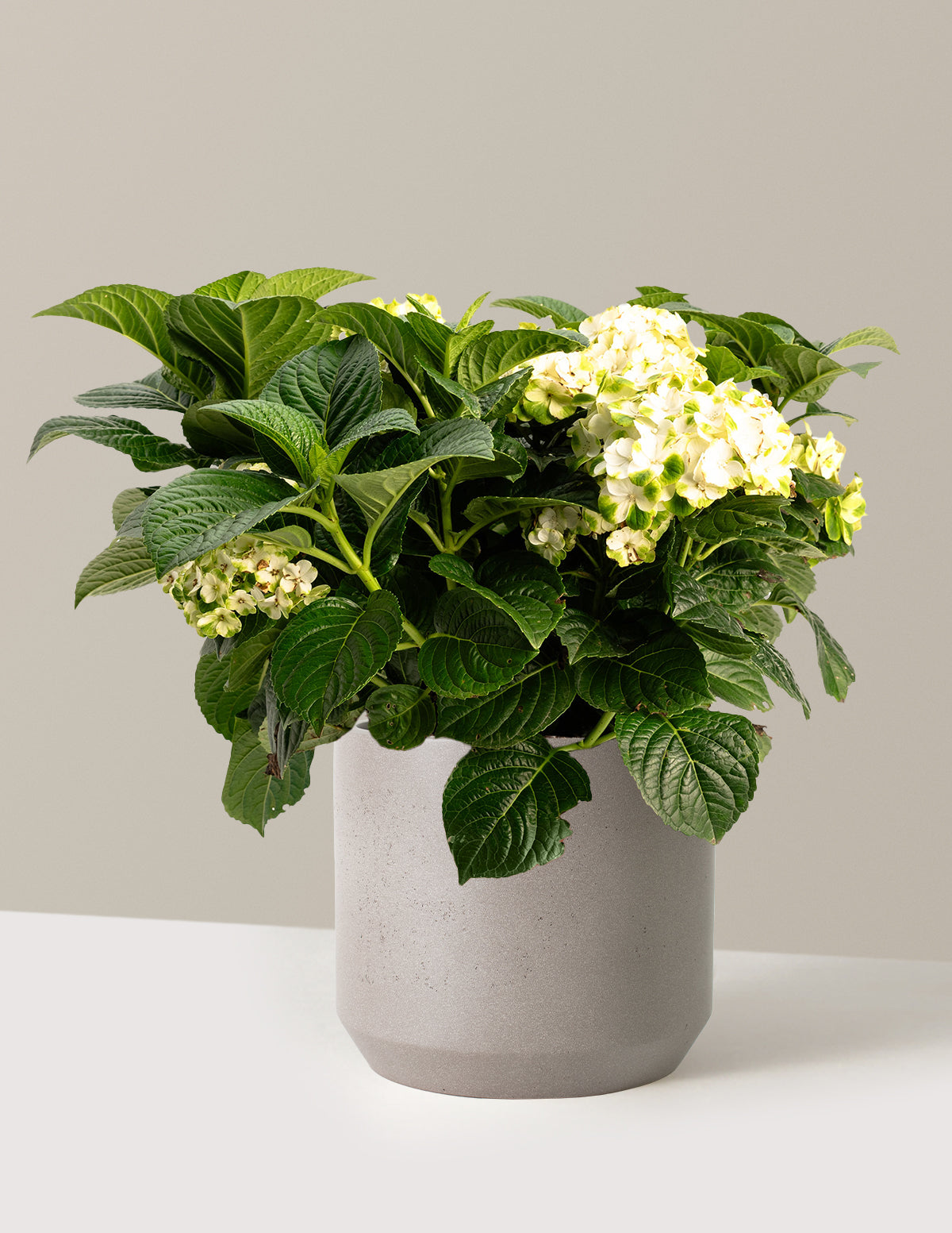 files/the-sill_Large-Grin-and-Tonic_-Reblooming-Hydrangea-_3-Gallon__Large-Mexia-Cement-Grey_Variant.jpg