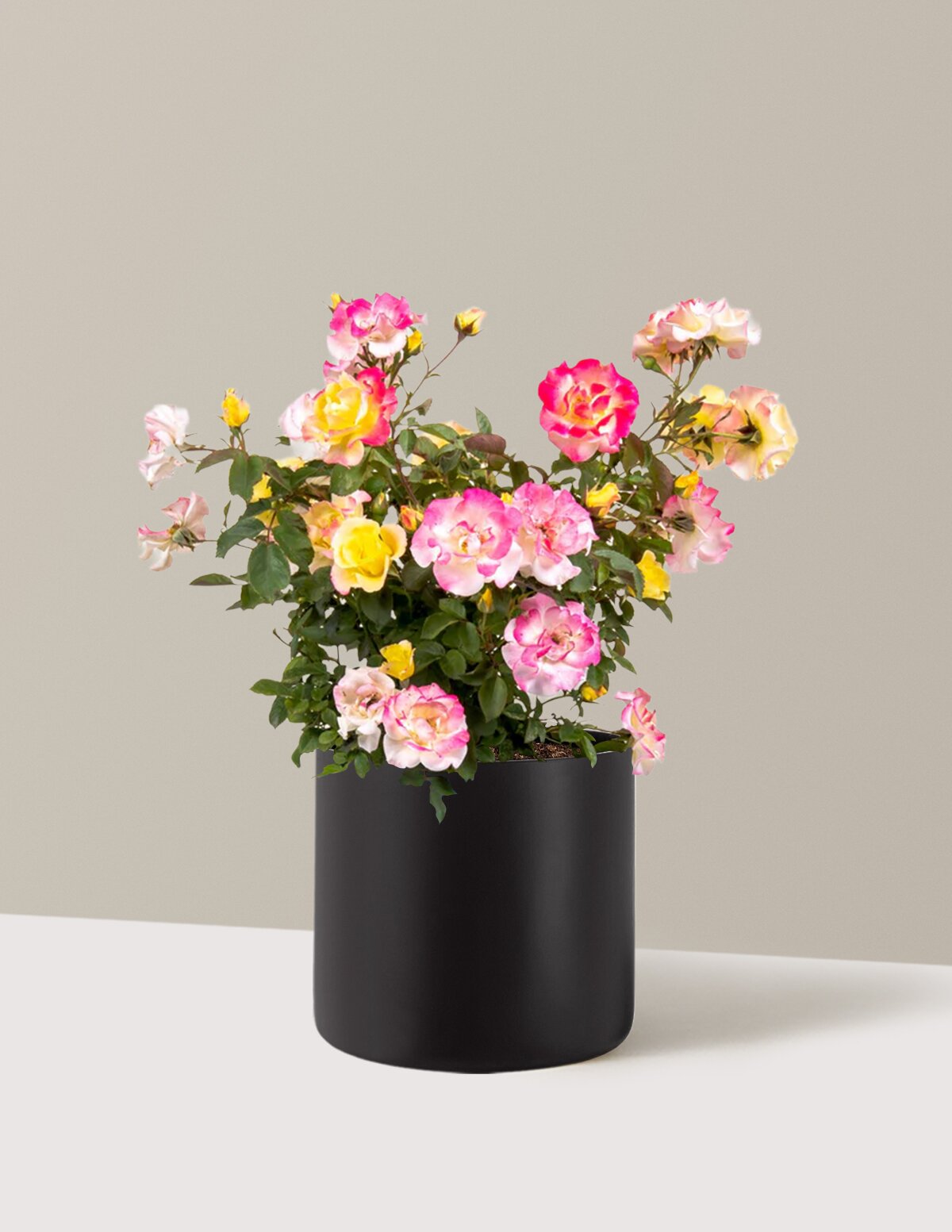 Gumball Goody™ Rose