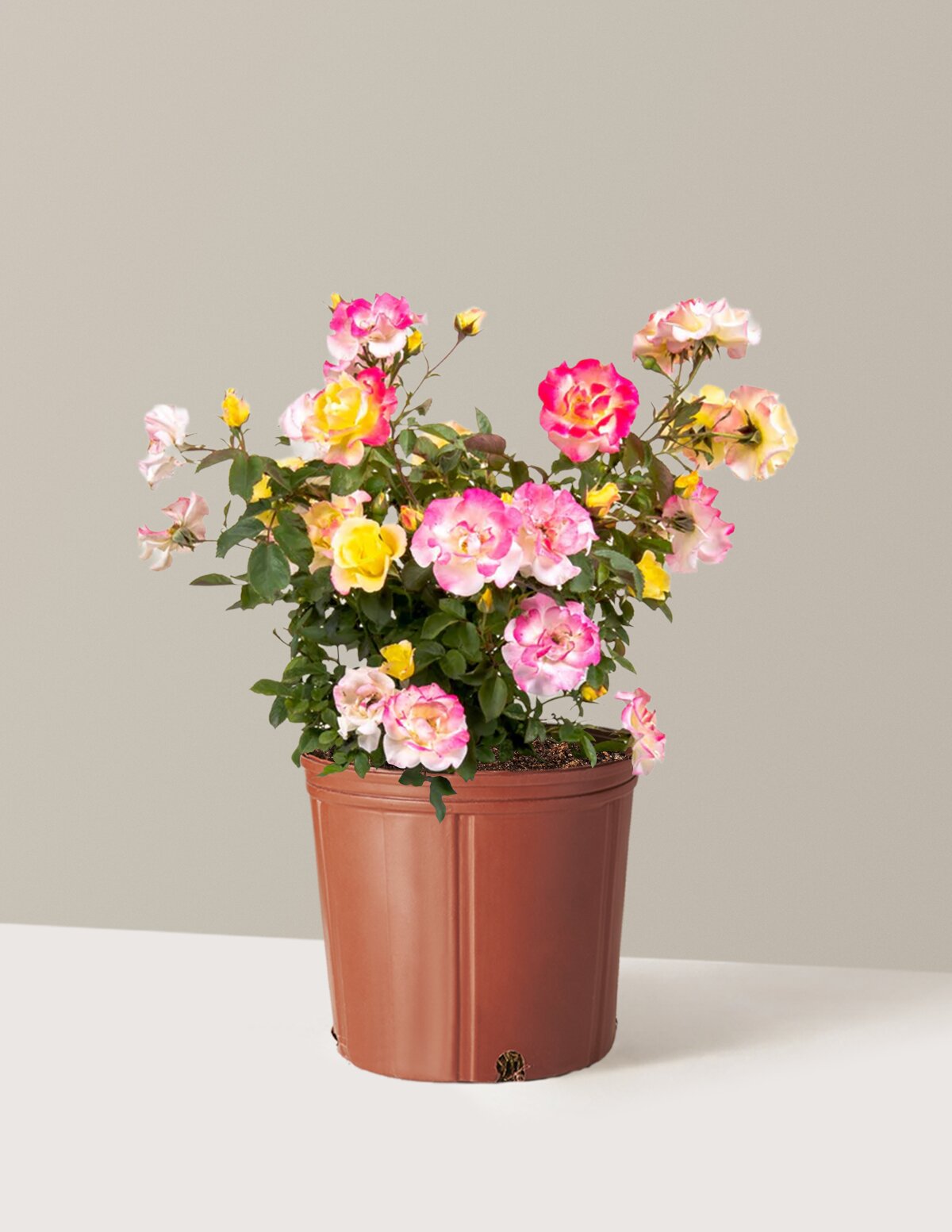 Gumball Goody™ Rose