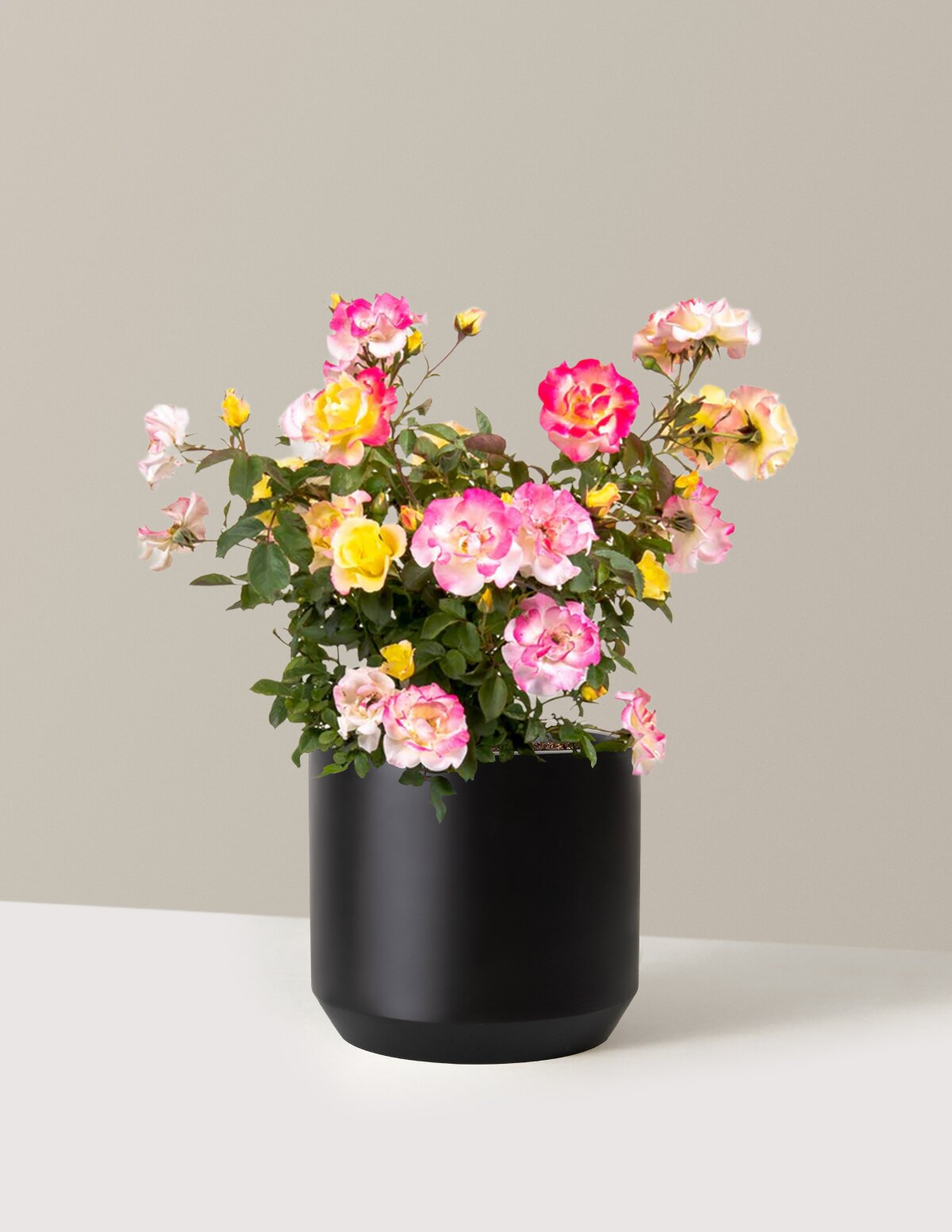 Gumball Goody™ Rose