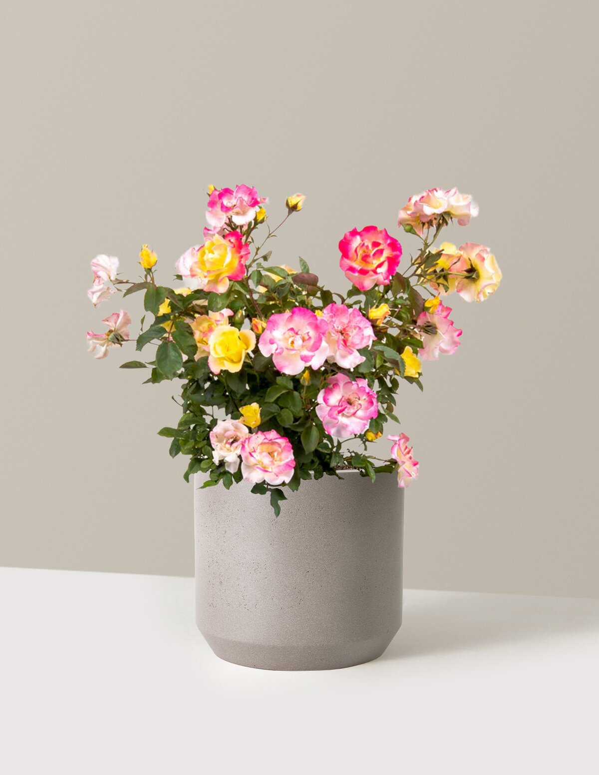 Gumball Goody™ Rose