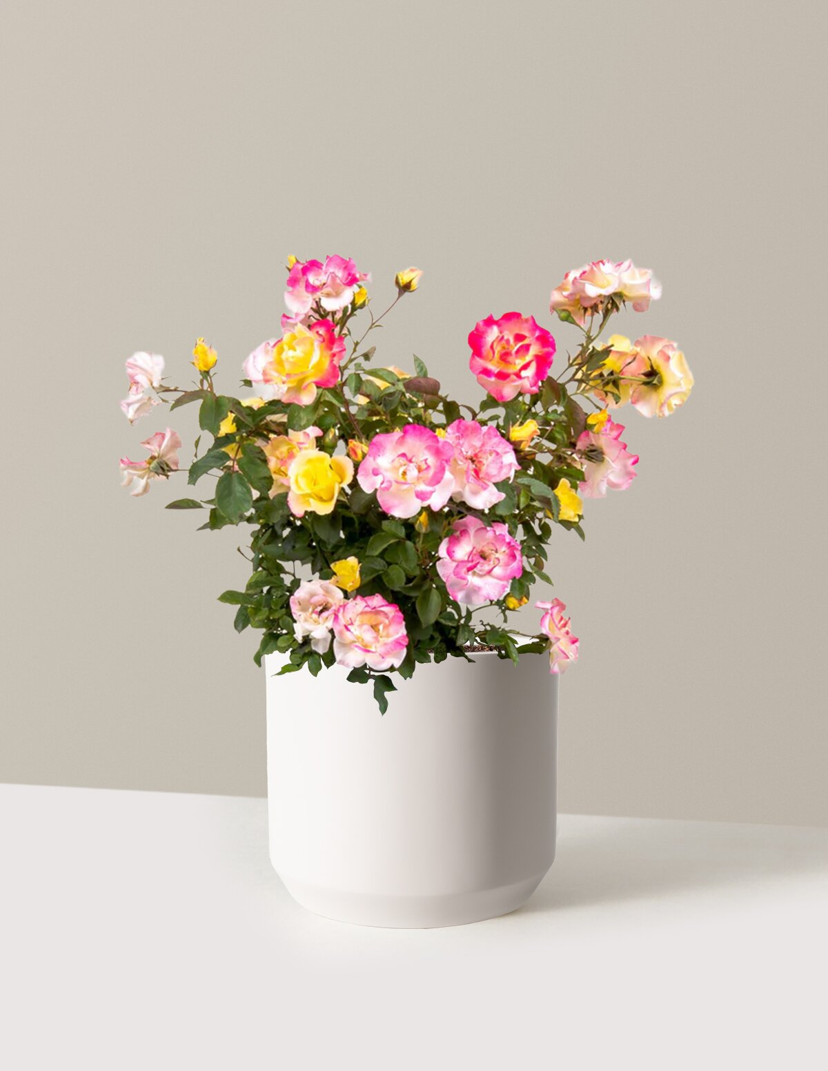 Gumball Goody™ Rose