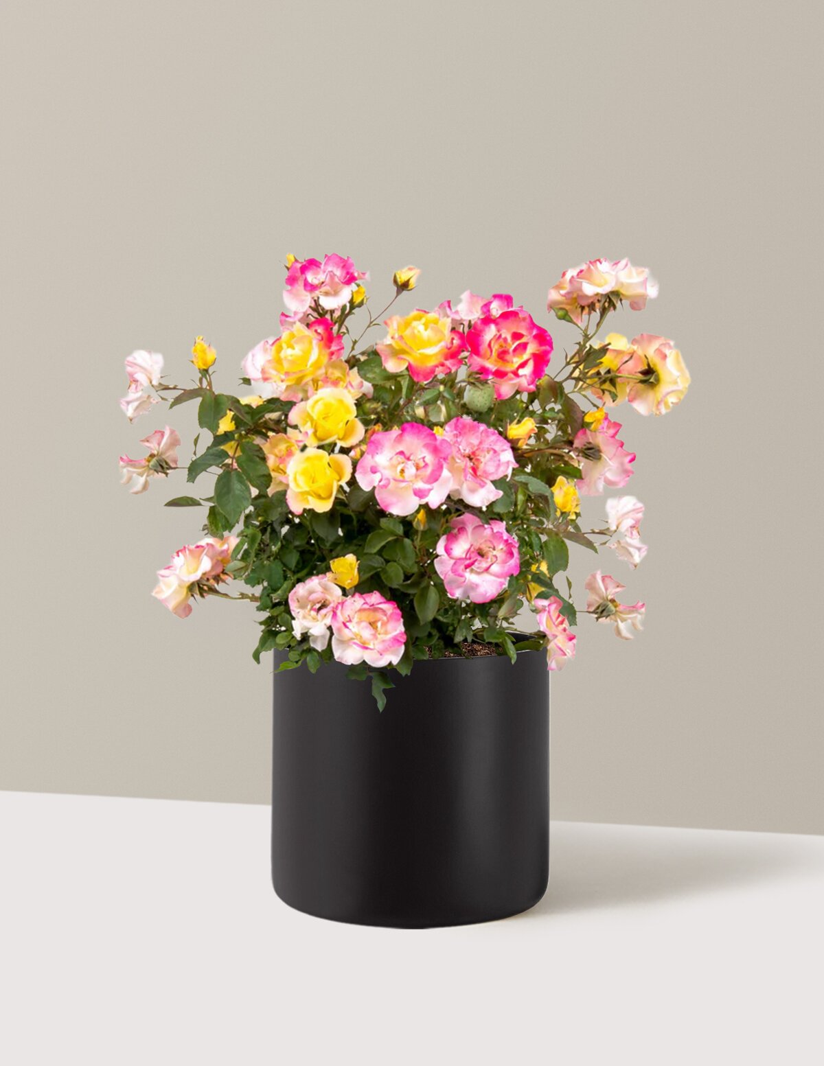 Gumball Goody™ Rose