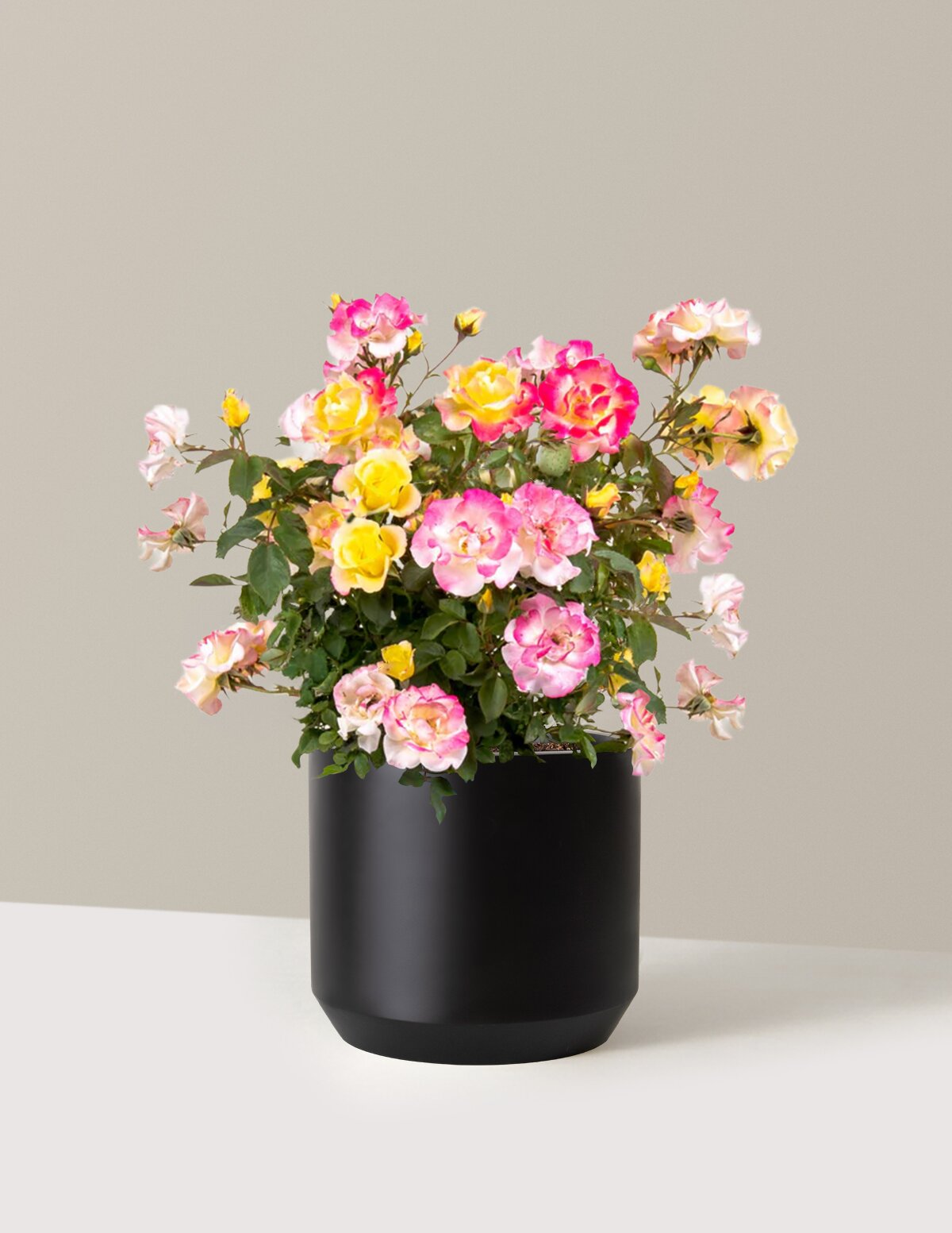 Gumball Goody™ Rose