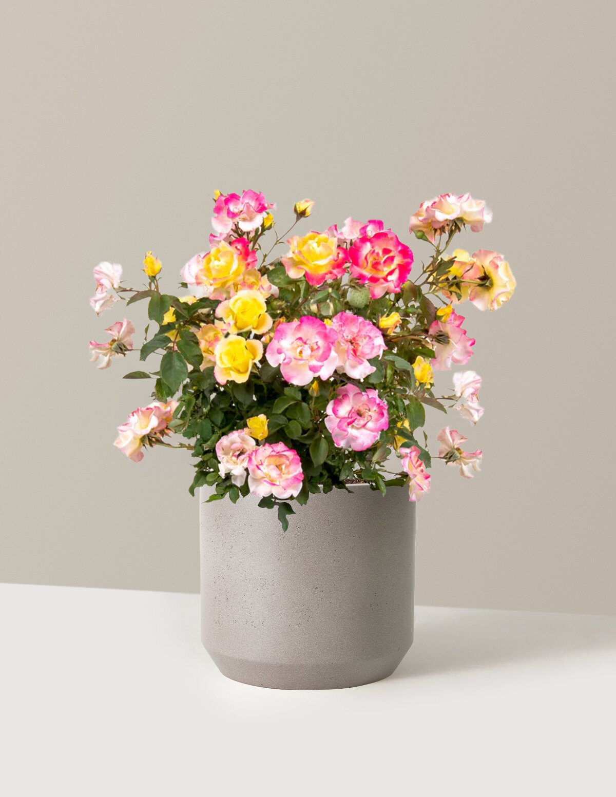 Gumball Goody™ Rose