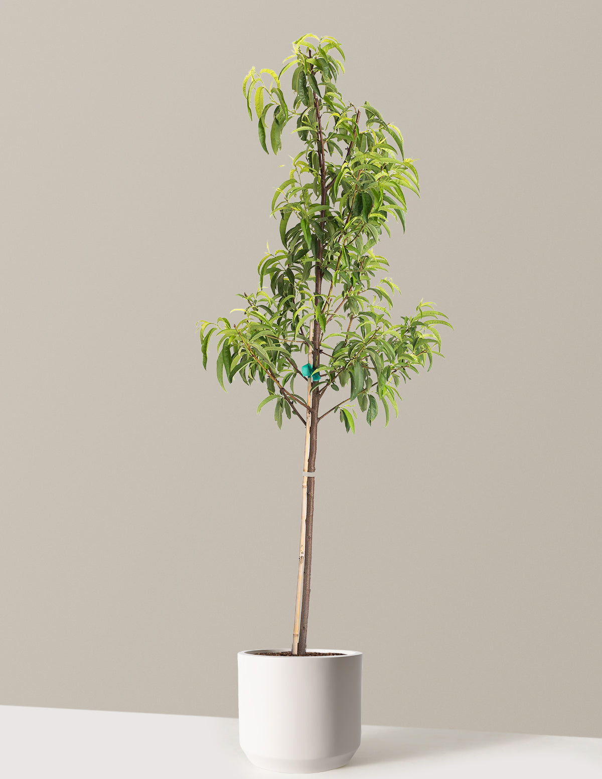 Hardired Nectarine Tree