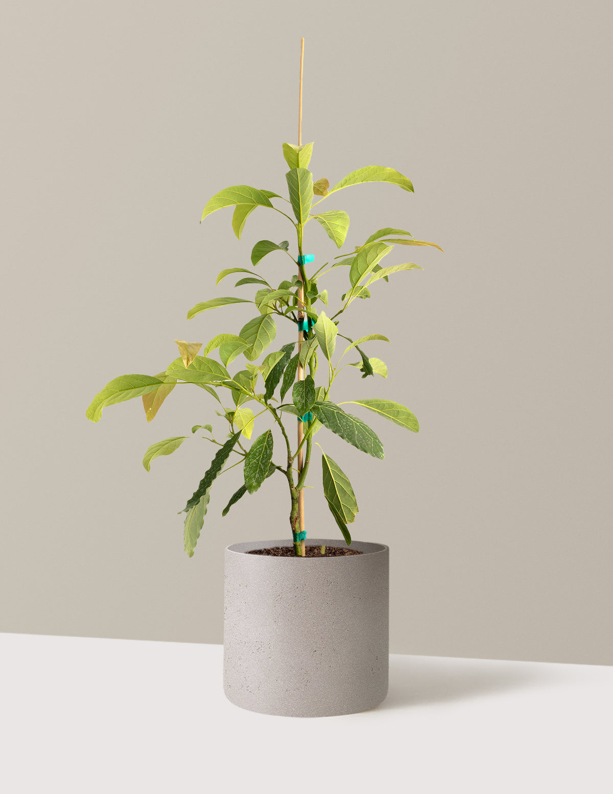 bundle | 3 Gallon - Single | Agnes | Cement Grey