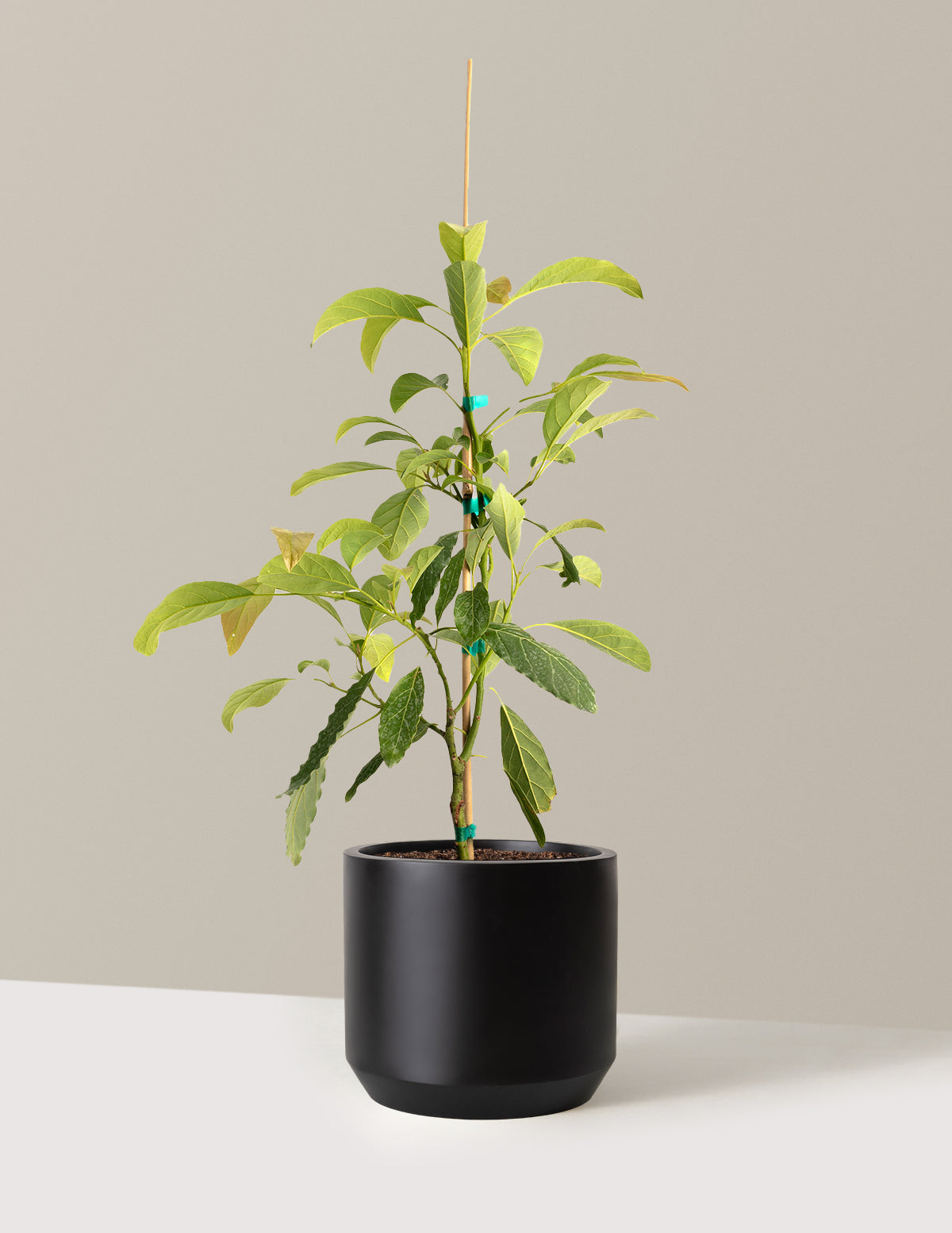 files/the-sill_Large-Hass-Avocado-Tree_Large_Mexia_Black_Variant.jpg
